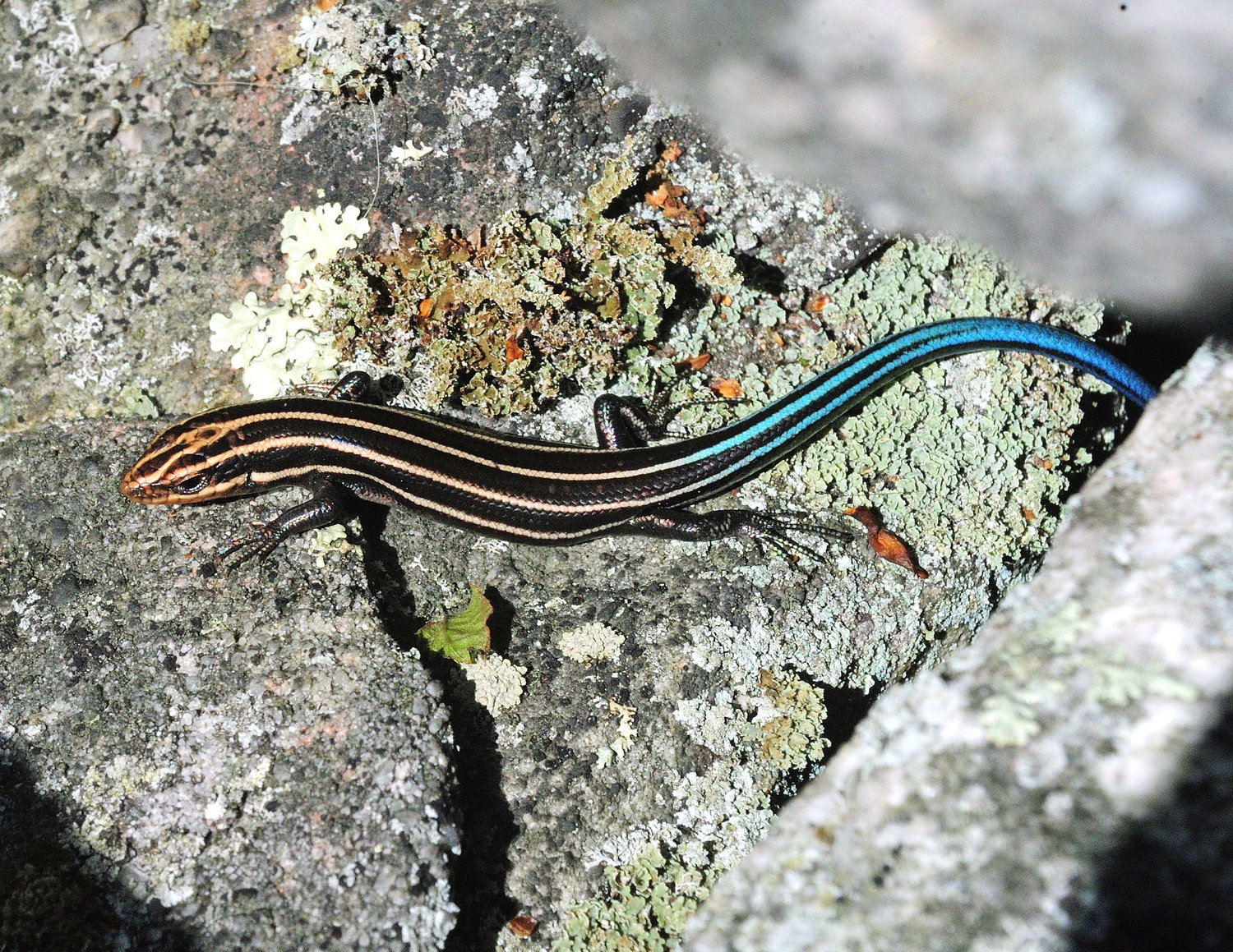 This five-lined skink shows the hallmark bright blue tail seen on younger individuals. The lines are also very distinct on younger animals. Five-lined skinks are insect eaters, preying on things they can grab such as crickets and grasshoppers.